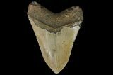 Fossil Megalodon Tooth - North Carolina #109794-1